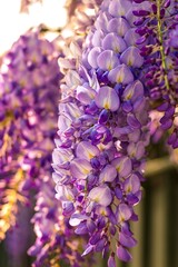 Fototapeta premium close up of wisteria