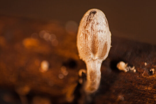 Young fragile dapperling (Leucocoprinus fragilissimus) cap 15892