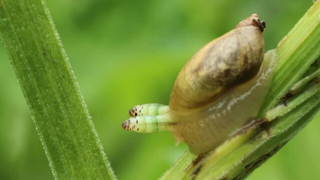 Zwei mit Leucochloridium paradoxum befallene Bernsteinschnecken (Succinea putris)
