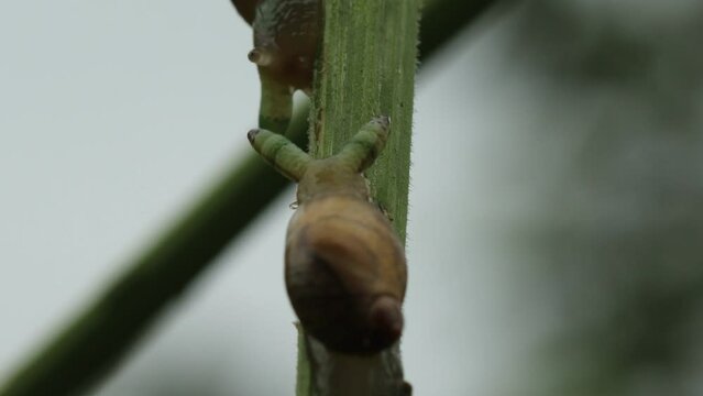 Zwei mit Leucochloridium paradoxum befallene Bernsteinschnecken (Succinea putris)