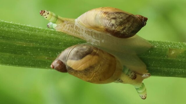 Zwei mit Leucochloridium paradoxum befallene Bernsteinschnecken (Succinea putris)
