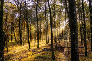 sun rays in the forest