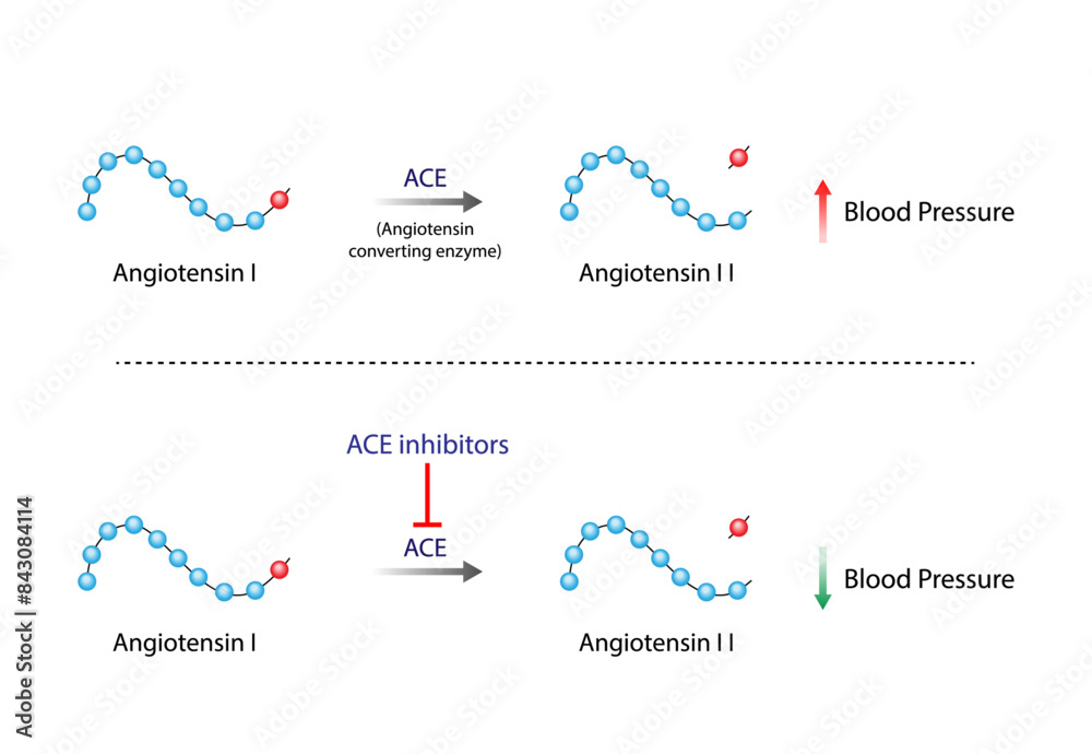 Wall mural Angiotensin-converting enzyme inhibitors, ACE inhibitors. Angiotensin. Renin-Angiotensin-Aldosterone System, blood pressure regulation. Vasoconstriction and vasodilatation. Vector illustration.