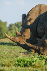 RINOCERONTE BLANCO EN ZAMBIA