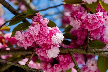 pink cherry blossom in spring