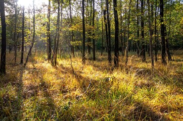 Obraz premium autumn forest in the morning