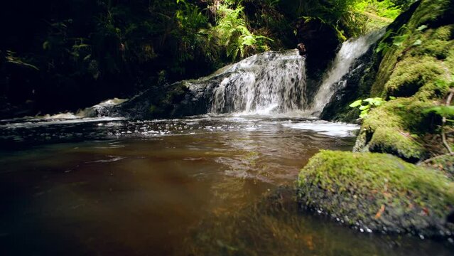 Low angle shot of a small Pacific Northwest waterfall in a mossy green rainforest.