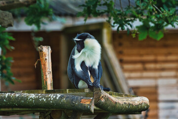 De Brazza's monkey in zoo enclosure