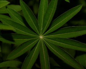 Dark macro photo of a Lupinus Polyphyllus leaves