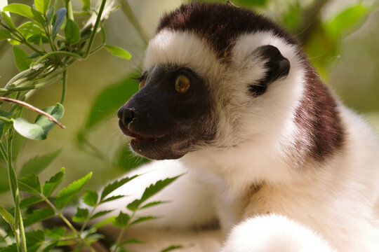 Portrait of a Verreaux's Sifaka