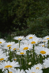 daisies in the garden Field of white daisies bushes in the garden, many white daisies, macro shot, nature, home garden, beautiful bouquet of white flowers