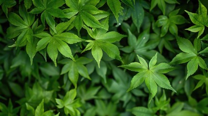 Green leaf background