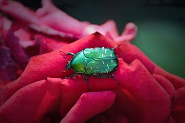 The cockchafer beetle also known as a May bug or Doodlebug sitting on green leaf. The pest control in the garden.