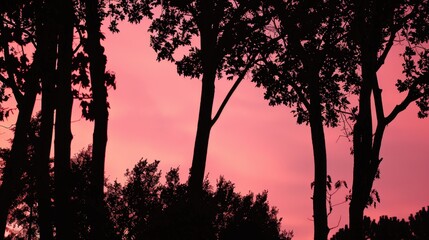 Naklejka premium Silhouetted trees under a pink sunset