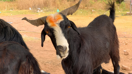 Beautiful domestic animals for sale in livestock market for Eid-al-Adha. Sacrificial animals for Eid al-Adha, Beautiful goats.