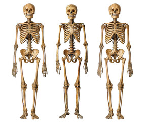 human skeleton isolated on transparent background ,fullbody skeleton anatomy png ,generative ai