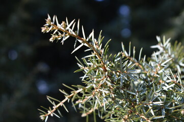 Photo of a branch of a spiny spruce, a view of a tree with branches, a macro shot