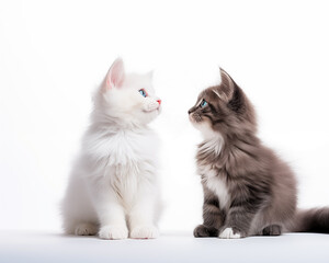 Cute kitten background.