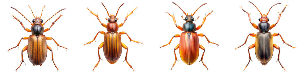 Collection of Bombardier Beetle Illustrations with Defensive Mechanisms