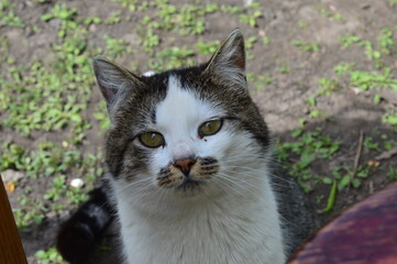 White and gray cat photo photo of a cat, macro shot of a beautiful cat pet