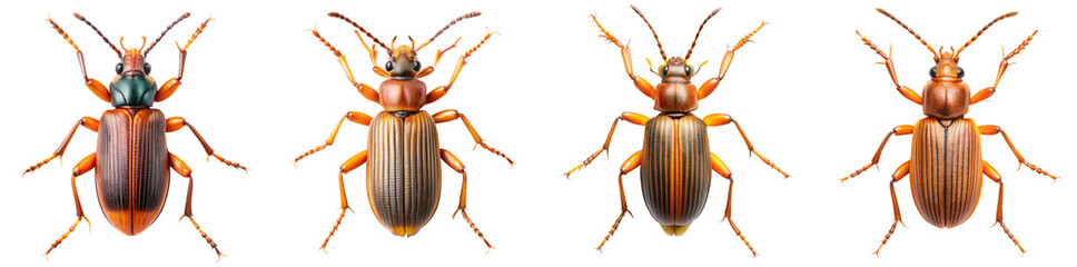 Fototapeta premium Collection of Bombardier Beetle Illustrations with Defensive Mechanisms