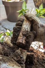 hand with gardening glove holding stem of Dracaena fragrans
