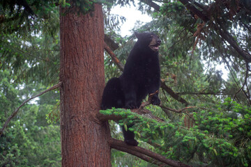 Black Bear Cubs Timber and Thorn © Jennifer