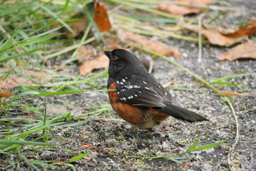 Eastern towhee at Maplewood Mudflats Wild Bird Trust in North Vancouver, British Columbia, Canada