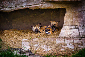 African wild dogs resting in enclosure