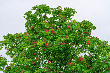 Red inflorescences among green foliage of blomming chestnut