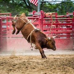 Untamed bull in a generic rodeo arena. Bull riding is a rodeo sport that involves a rider getting...