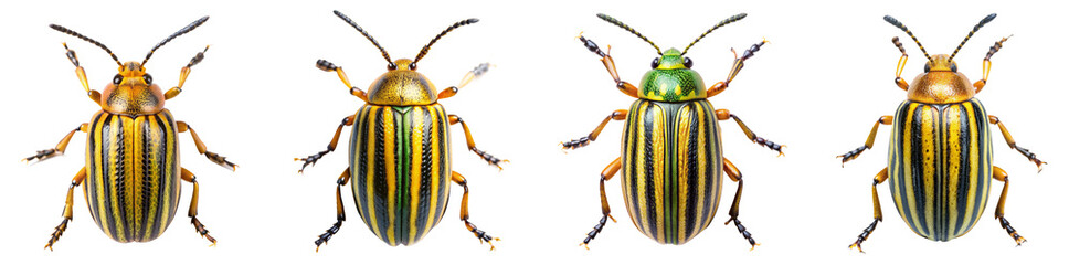 Collection of Striped Cucumber Beetle Illustrations Isolated 