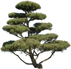 Grosser Zierbaum mit vielen Bl&auml;tterkissen