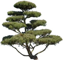 Fotobehang Bonsai Grosser Zierbaum mit vielen Blätterkissen  © Oliver