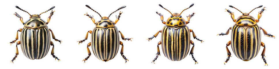 Collection of Zebra Beetle Illustrations with Distinctive Striped Patterns