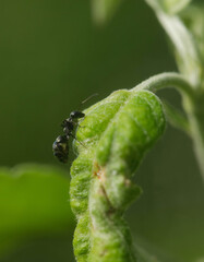 Ant on an Apple Tree Leaf