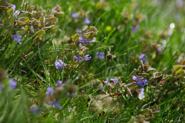  Bee in a Wildflower Meadow