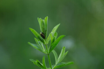 St. John's Wort Beetle