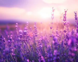 Naklejka premium field of lavender