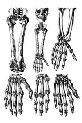 Close-up photo of a skeleton's hands and feet, perfect for Halloween or horror-themed designs