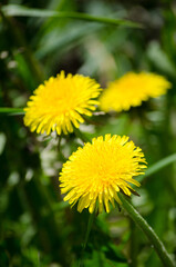 Dandelion