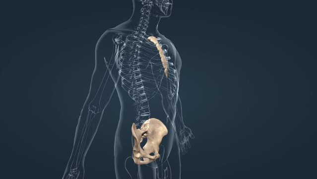Sternum ,hip bone, sacrum and coccyx