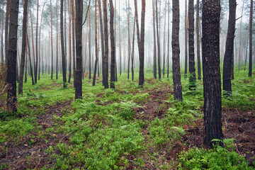 las,drzewa,mgła  © Marcin Łazarczyk