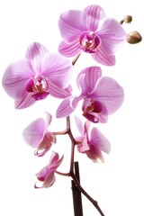 Obraz premium A close-up shot of a single flower on a white background, suitable for use in designs and artworks