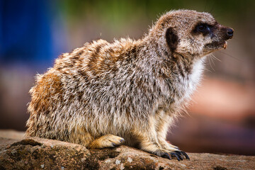 Meerkat sitting on a rock