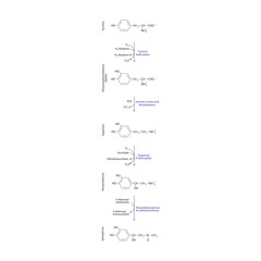 Fototapeta premium Diagram showing biosynthesis of Epinephrine from Tyrosine via enzymatic reaction - schematic molecular strcuture chemical illustration.