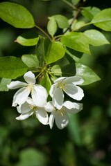 Apple tree