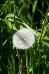 Fluffy dandelion