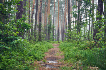 leśna ścieżka,mgła © Marcin Łazarczyk