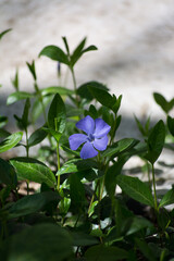 Periwinkle
